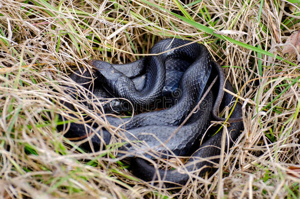 盘绕的黑色赛克蛇，迪亚尔牧场野生动物保护佐治亚州