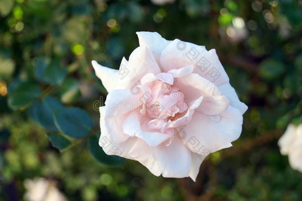花玫瑰，灌木上有淡粉色的花瓣
