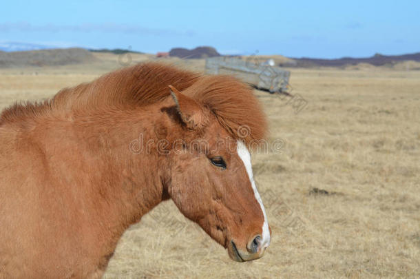 美丽的栗色冰岛马在田野里