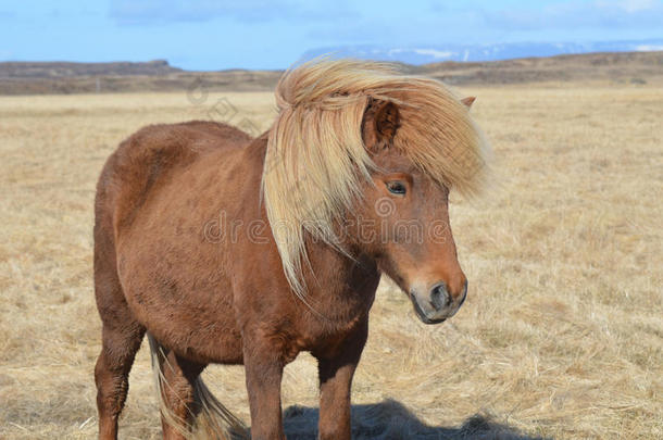 漂亮的<strong>栗色</strong>马和金色的鬃毛