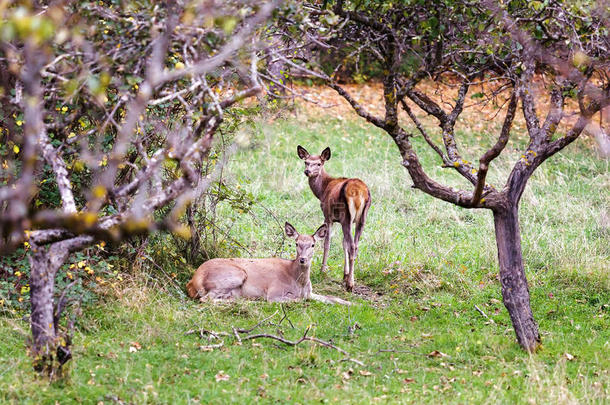 一只母鹿和她在灌木丛里的小鹿。
