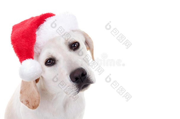 圣诞节圣诞老人帽子宠物动物小狗