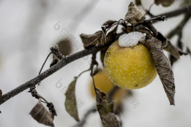 在霜雪中霜冻的日子里的苹果