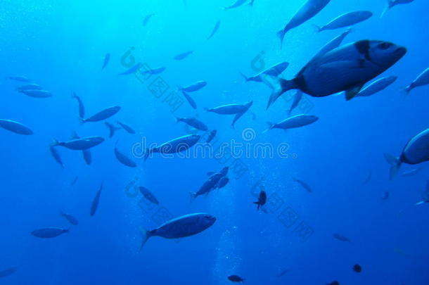上岸海岸塞浦路斯潜水鱼