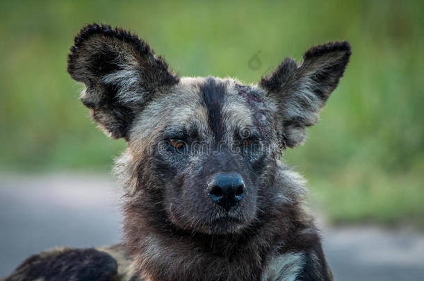 非洲非洲的动物灌木犬科动物