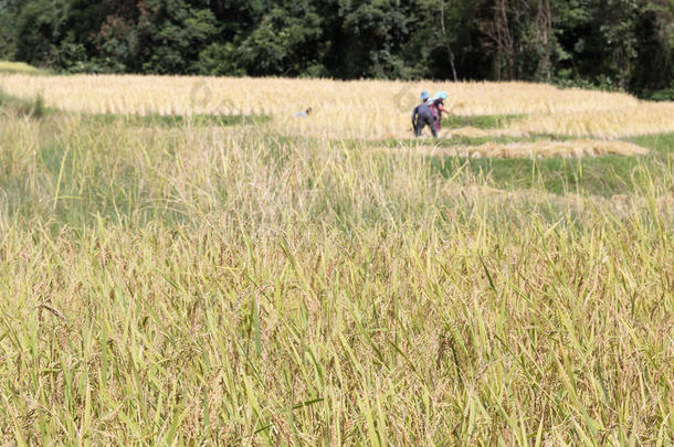 农民在稻田里收割水稻