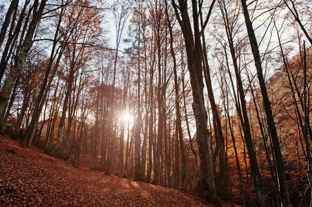 秋天的森林风景与温暖的<strong>光线</strong>照亮了<strong>金色</strong>的叶子。