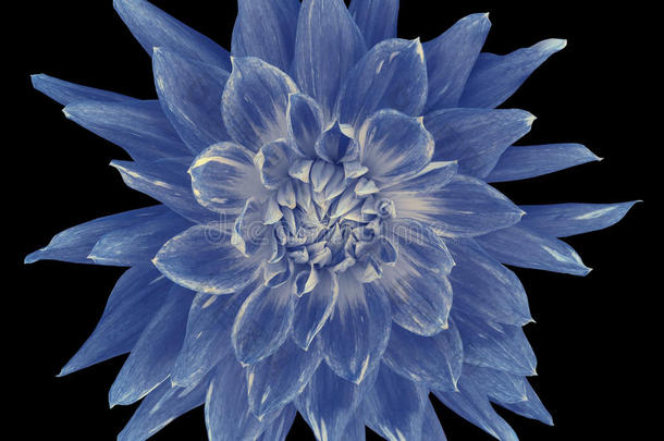 大丽花<strong>蓝白</strong>色，黑色背景与裁剪路径分离。 特写镜头。 没有阴影。 很棒，斑点的，尖刺的花。