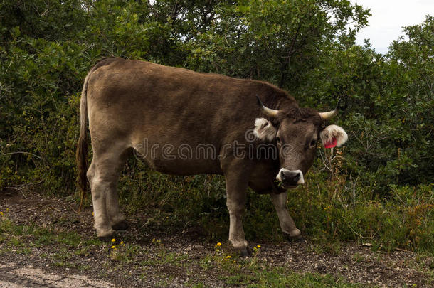 农业美国动物牛肉牛