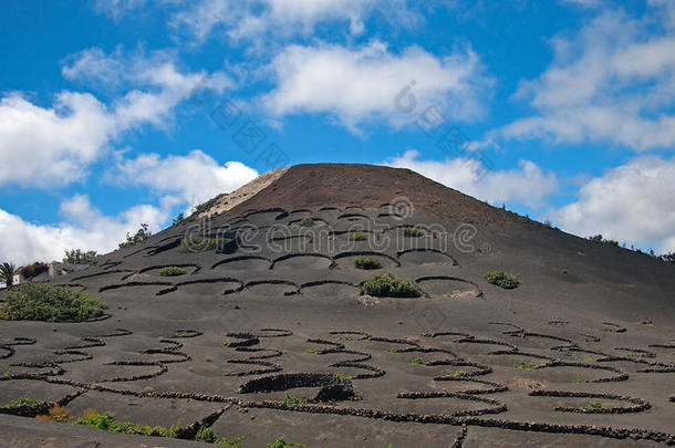 明亮的绿色葡萄园和火山山脉黑色斜坡上的波德加。 山的背景是深蓝色的天空和白色