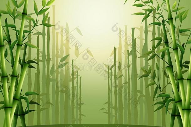绿色的竹子背景在森林里