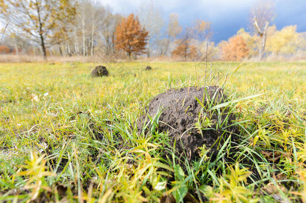 土的Clod被称为鼹鼠，由鼹鼠引起