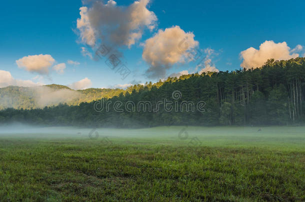 麋鹿在雾蒙蒙的山谷里吃草，阳光照在树顶上