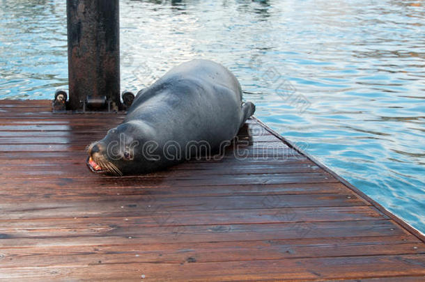 加州海狮休息在船坞在卡波圣卢卡斯码头在卡波圣卢卡斯巴加墨西哥