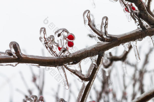 山灰的<strong>鲜红</strong>浆果，冻雨后覆盖着丰富的霜