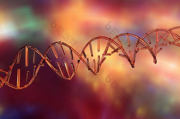 DNA的双螺旋