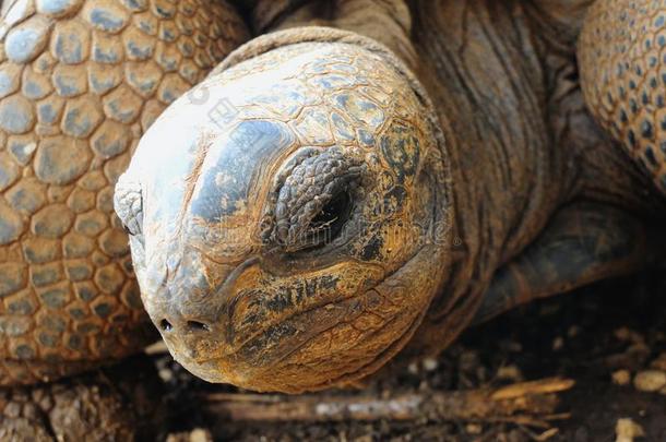 毛里求斯的大奥达布拉龟。