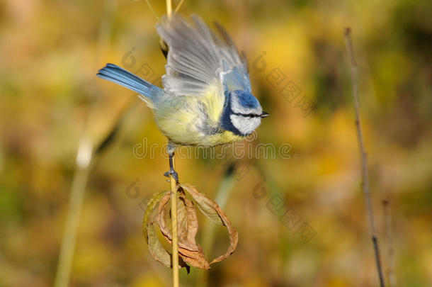 动物秋天背景鸟蓝色