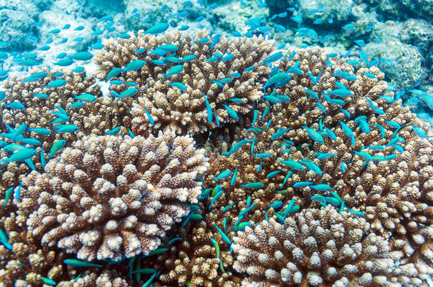 轴孔珊瑚动物水生的背景美丽的