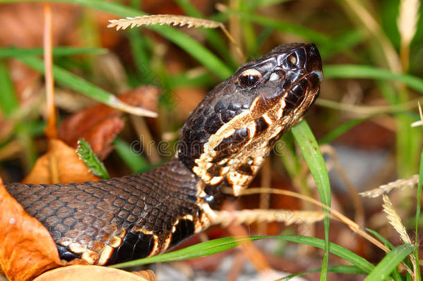蝮蛇美国动物生物学的生物学