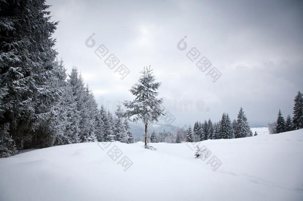 冬季雪景圣诞背景