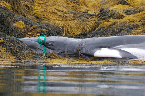 渔网缠在鲸鱼的嘴里