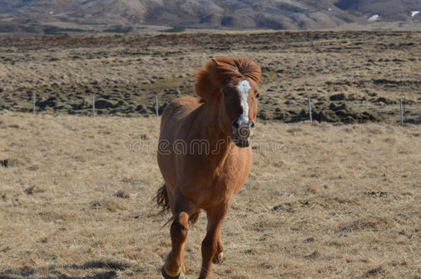 美丽的奔腾的冰岛马