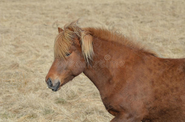 冰岛干草田里的栗色冰岛马