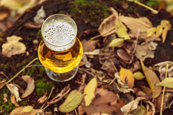 秋天森林里的啤酒