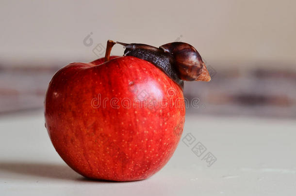 小蜗牛爬在一个红苹果上