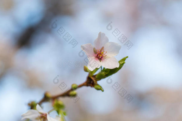 日本樱花的开花