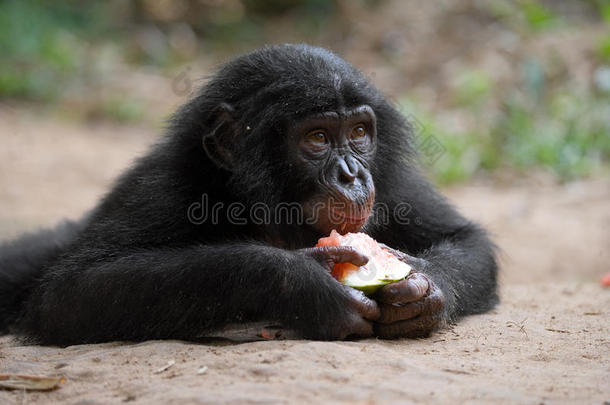 吃西瓜的波诺波宝宝。 刚果民主共和国。 洛拉亚·博诺博国家公园。