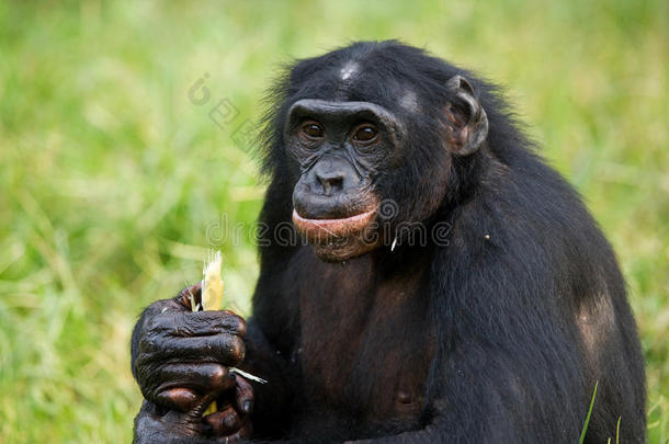 倭黑猩猩吃竹子。 刚果民主共和国。 洛拉亚·博诺博国家公园。