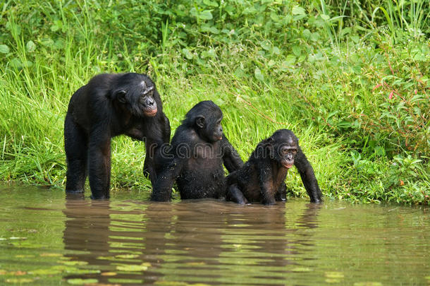 波诺波坐在池塘边。 刚果民主共和国。 洛拉亚·博诺博国家公园。