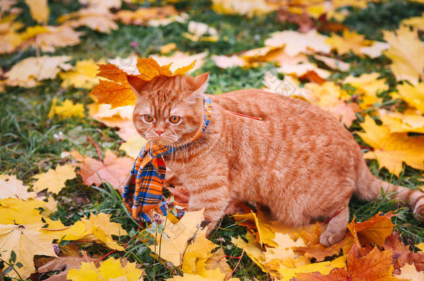 美丽的红色英国猫，黄眼睛，蓝色围巾户外。 黄叶的秋<strong>天猫</strong>。