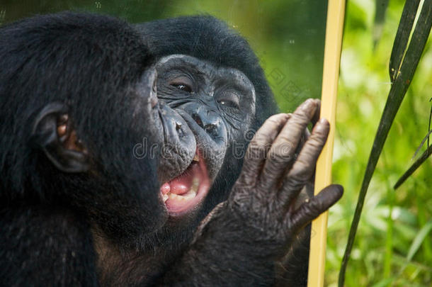 倭黑猩猩宝宝玩镜子。 刚果民主共和国。 洛拉亚·博诺博国家公园。