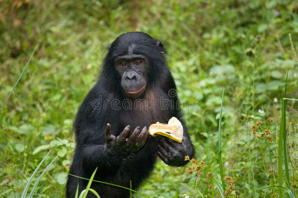 一个婴儿正在吃东西.刚果民主共和国。 洛拉亚·博诺博国家公园。