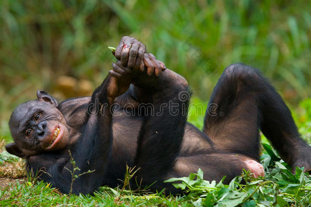 波波躺在草地上。 刚果民主共和国。 洛拉亚·博诺博国家公园。