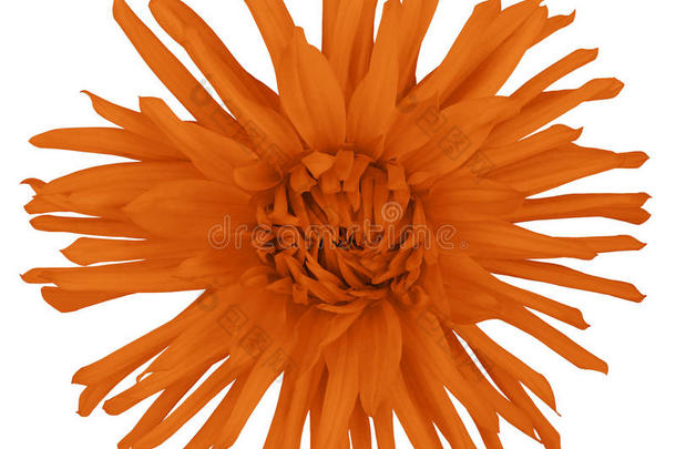 花橙在白色背景上，用裁剪路径隔离。 特写镜头。 大蓬蓬的花。 阿斯特。