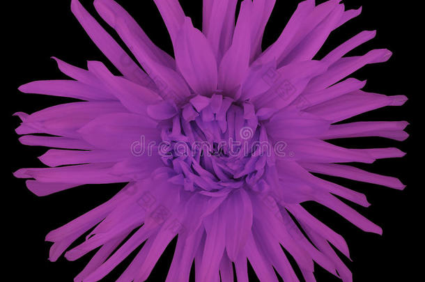 花紫在黑色背景上，与裁剪路径隔离。 特写镜头。 大蓬蓬的花。复活节。