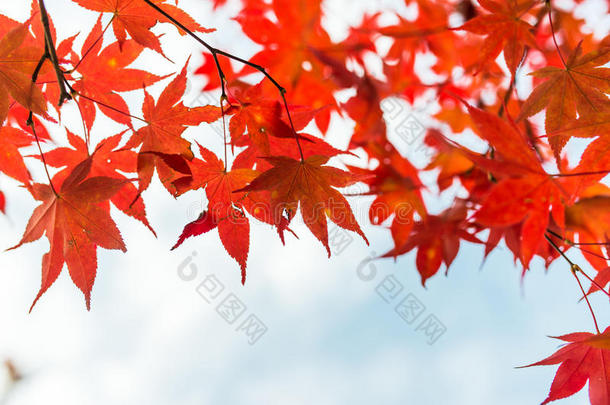 秋天。 秋天的枫叶和秋天的天空