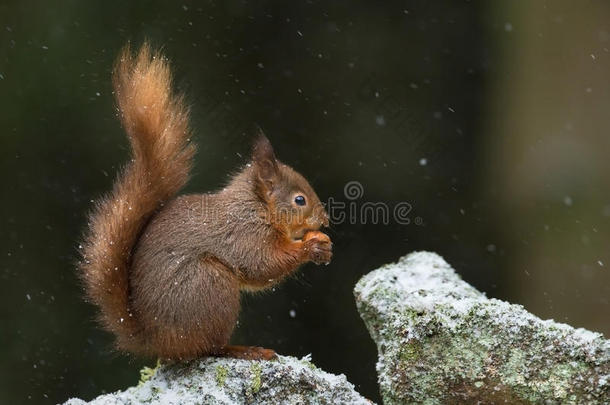 冬天下雪时可爱的红松鼠
