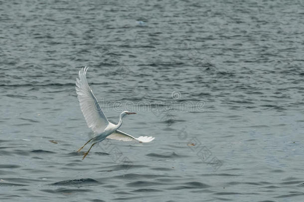 美丽的白鹳张开翅膀，在新加坡海岸附近的<strong>大海</strong>的<strong>背景</strong>下飞翔