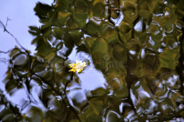 枫叶飘浮