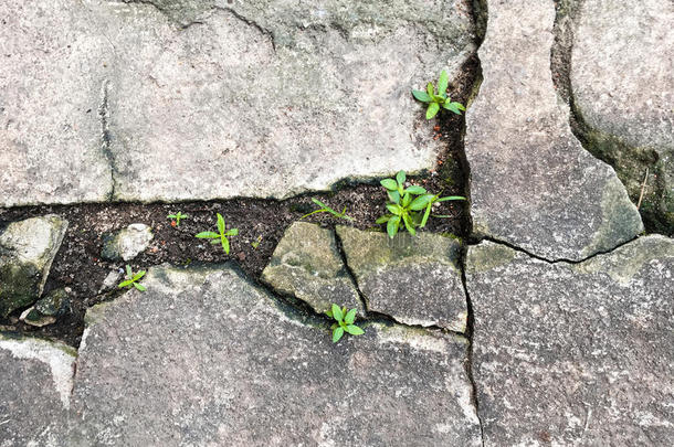 肮脏的乡村混凝土道路，有一个小平台生长