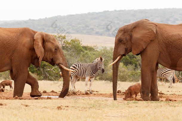 丛林大象和周围的其他野生动物一起喝水