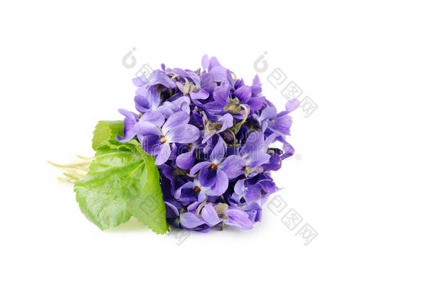 美丽的春天花束紫罗兰，中提琴分离在白色的背景。 特写，图片与软焦点