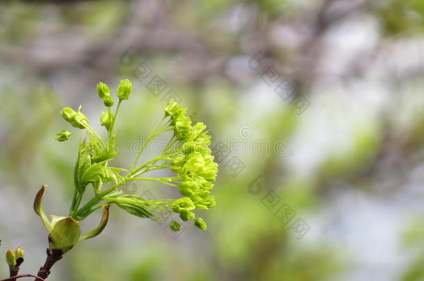 春芽