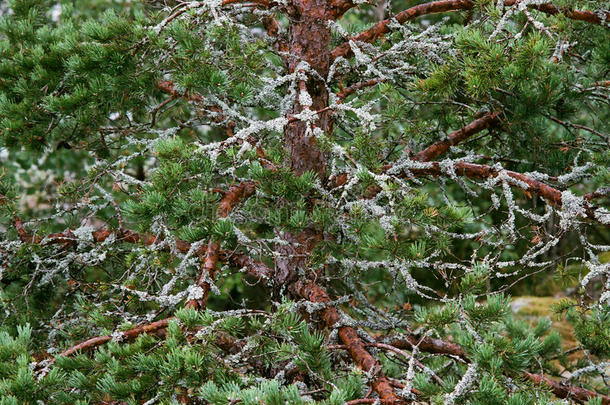 针叶树植物区系<strong>绿色卡</strong>雷利亚苔藓