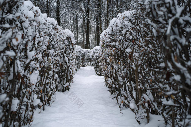 圣诞节神秘的冬季<strong>雪路</strong>之间的灌木丛